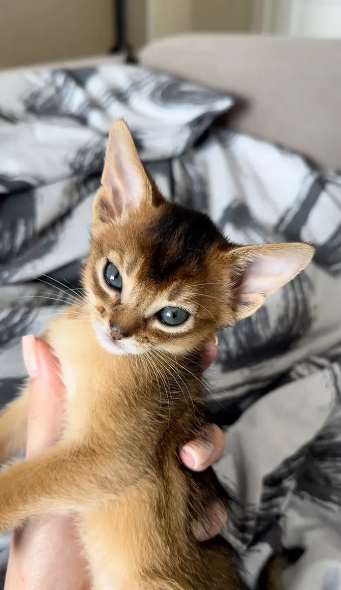 Абиссинская кошка, активная и выращенная в доме