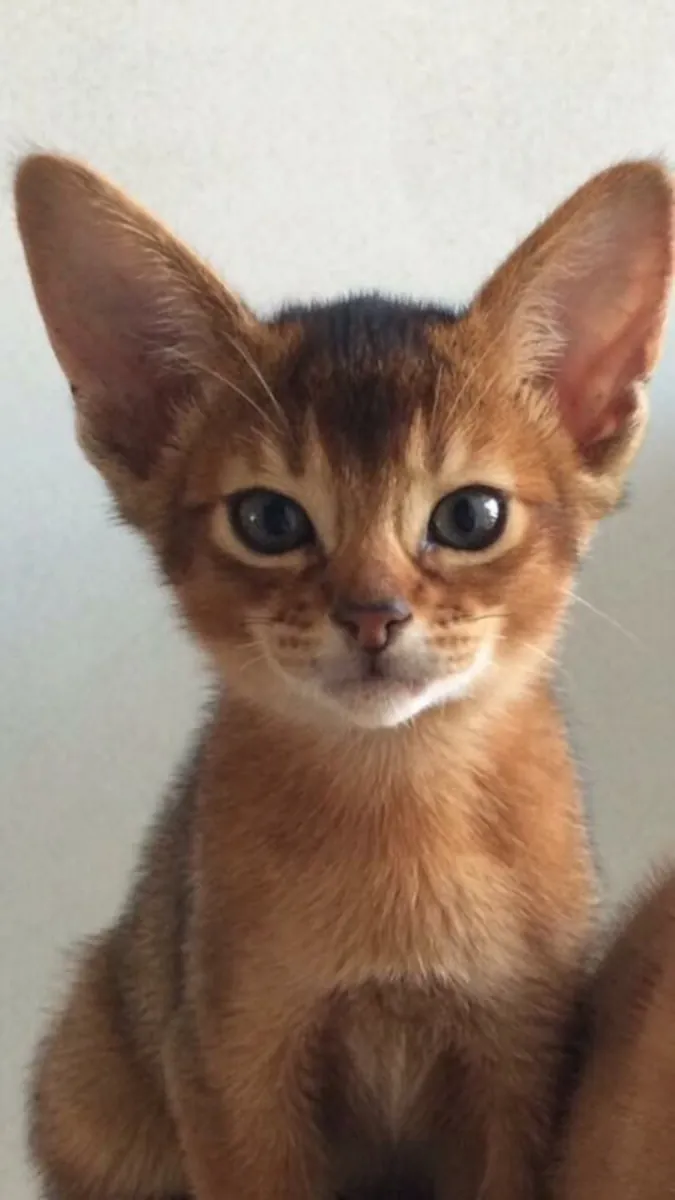 Абиссинская кошка, активная и выращенная в доме