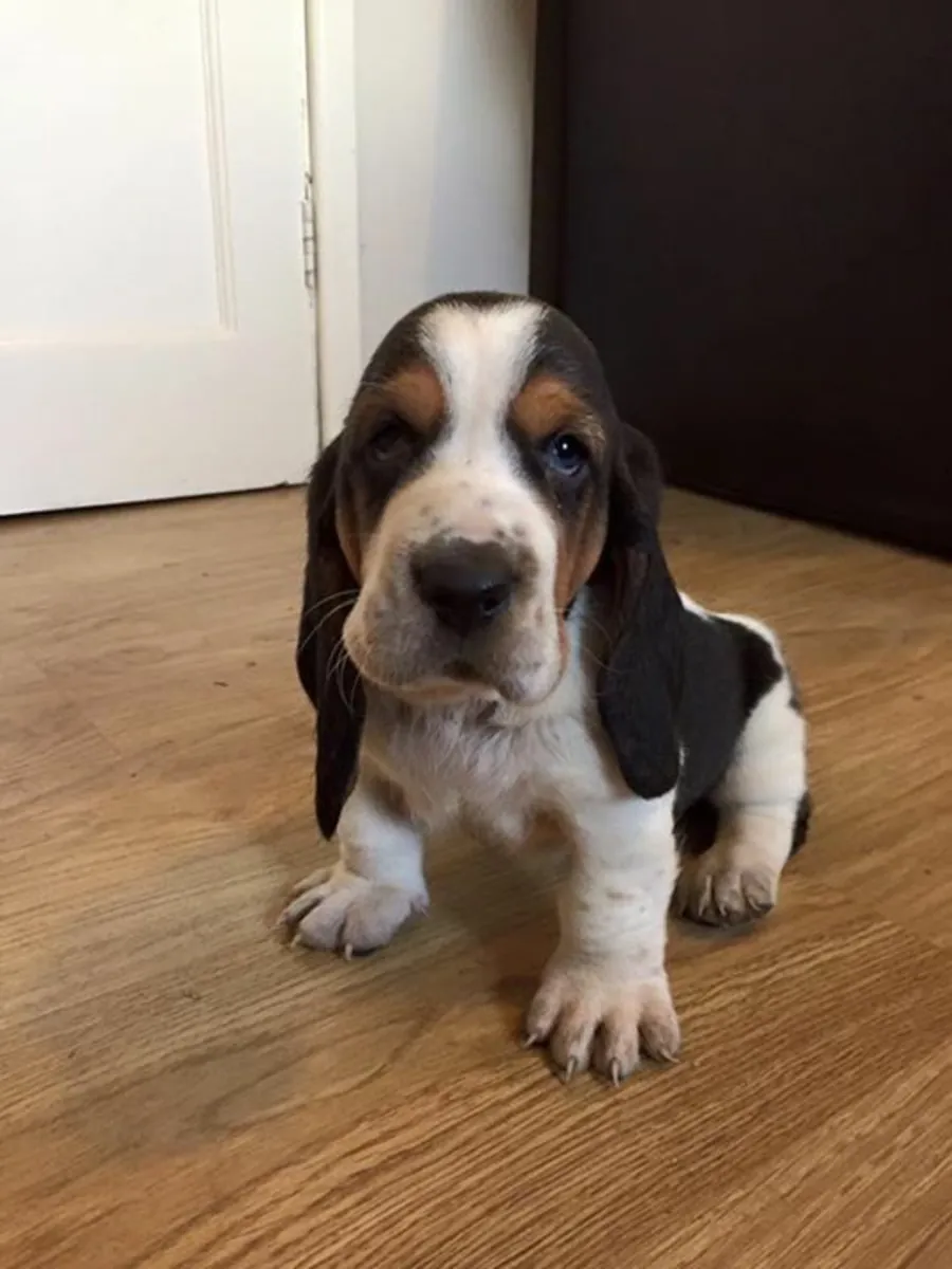 Пропал кобель Basset Hound — трёхцветный