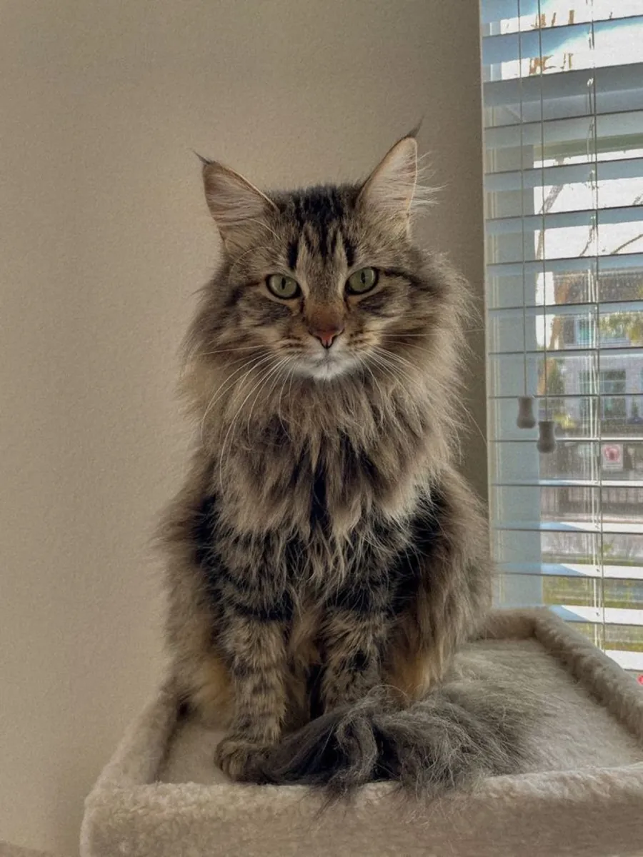 Кот породы Norwegian Forest Cat доступен для вязки