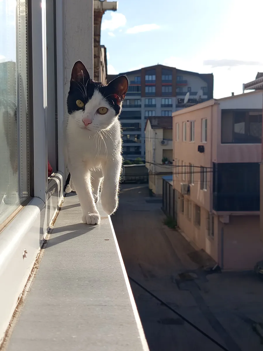 Un logement est nécessaire de toute urgence pour Pıtırcık.