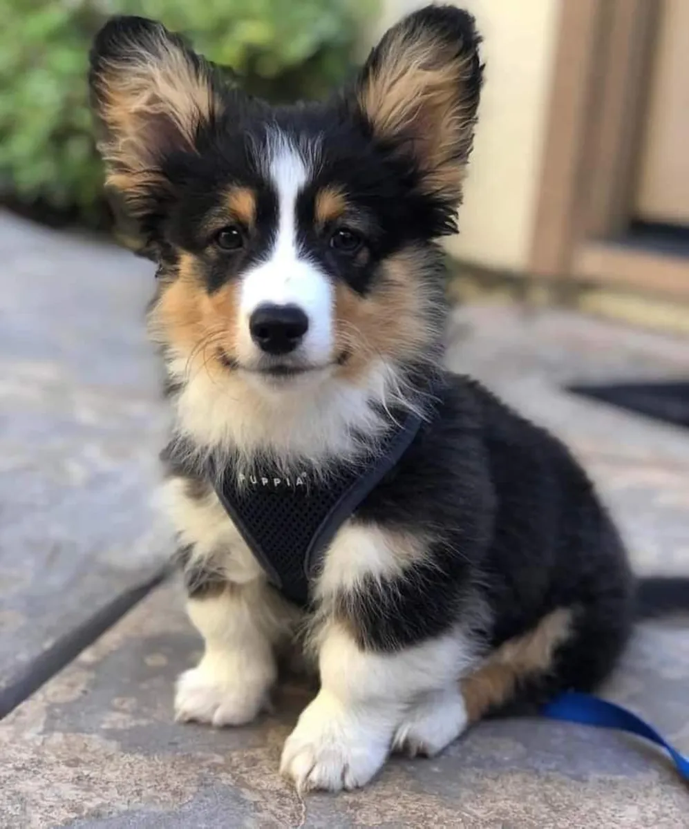 年轻的威尔士柯基公犬寻找新家庭（免费领养）