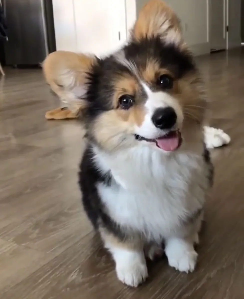 年轻的威尔士柯基公犬寻找新家庭（免费领养）