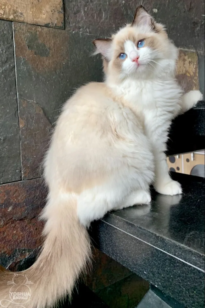 布偶猫母猫，性格温顺，室内饲养