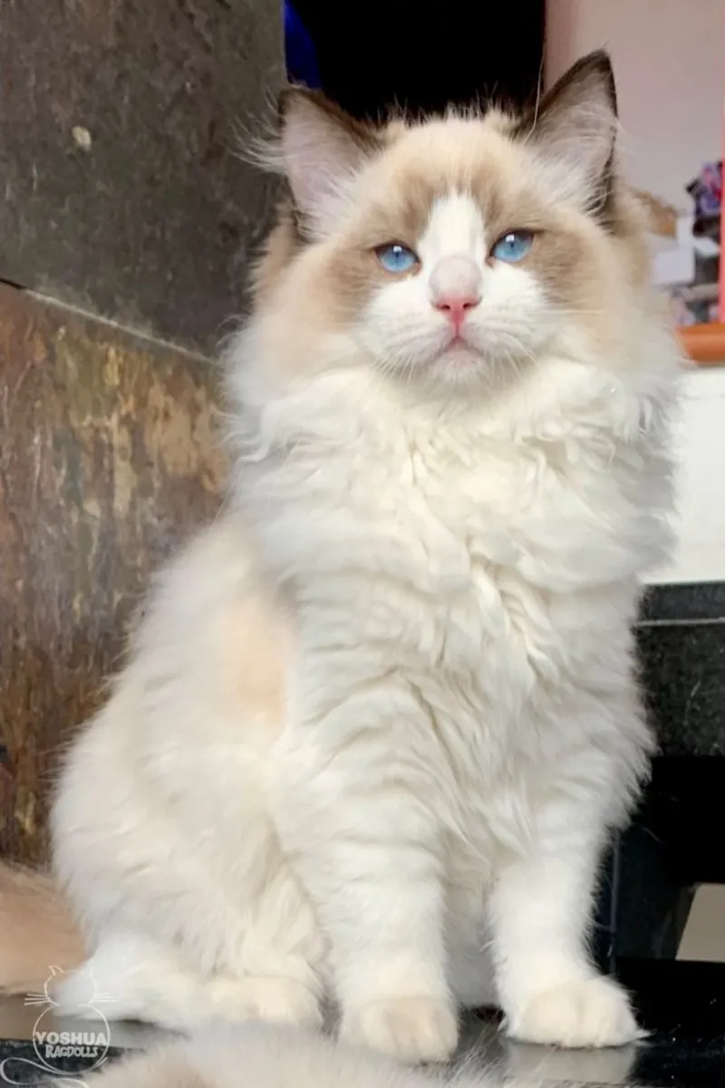 布偶猫母猫，性格温顺，室内饲养