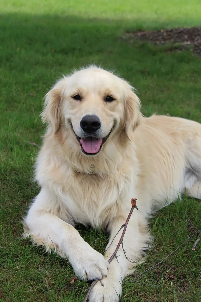 金毛寻回犬公犬走失——性格非常友好