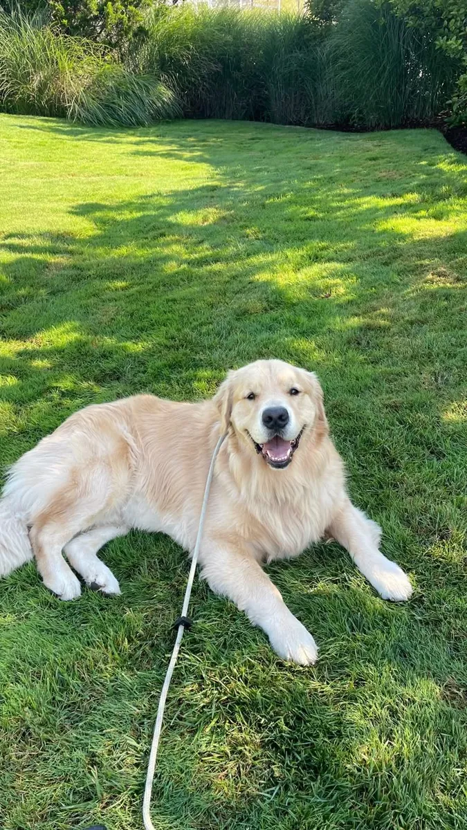 金毛寻回犬公犬走失——性格非常友好