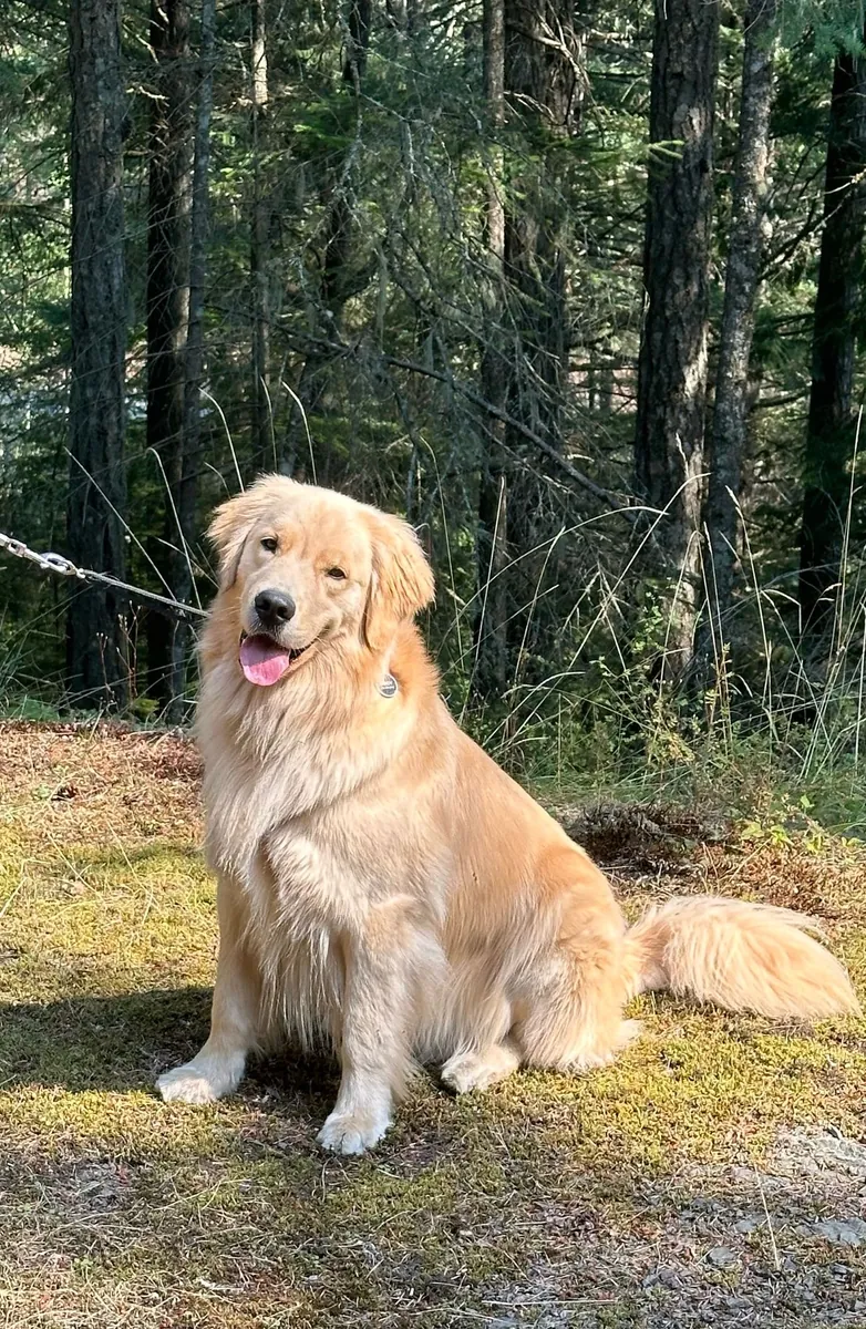 金毛寻回犬公犬走失——性格非常友好