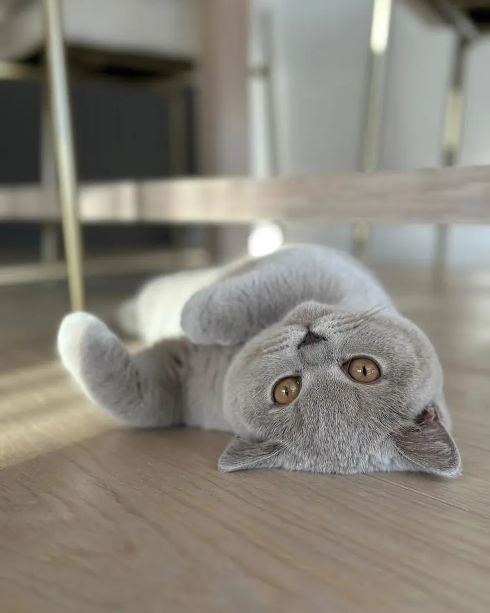 Les chats mâles British Shorthair peuvent être utilisés pour la reproduction.