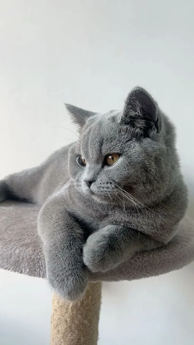 Les chats mâles British Shorthair peuvent être utilisés pour la reproduction.