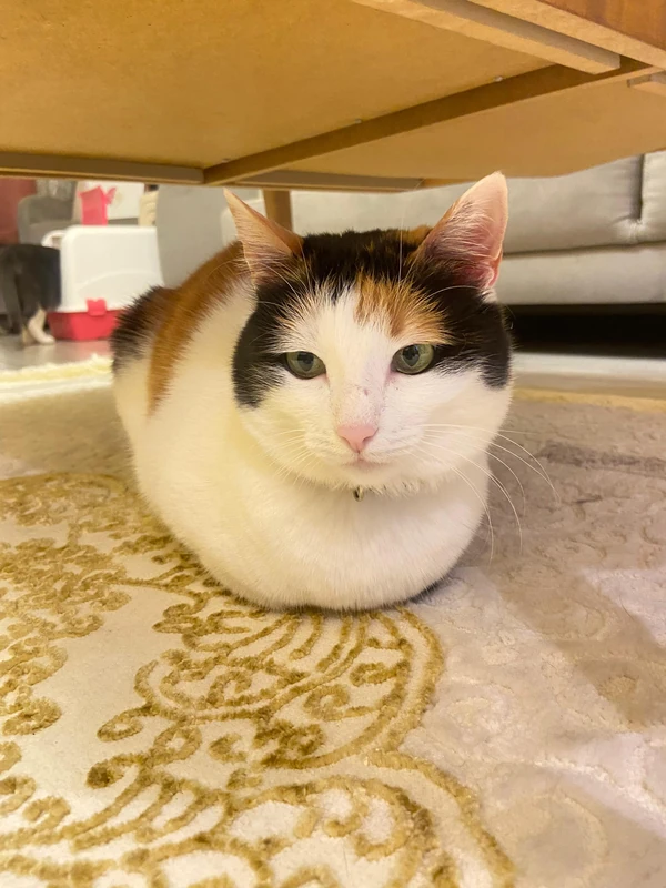 Karamel