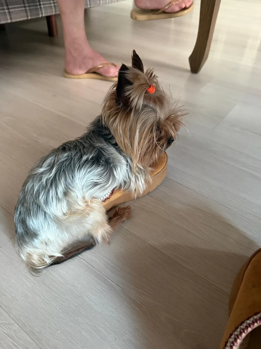Yorkshire Terrier adulte de taille 0