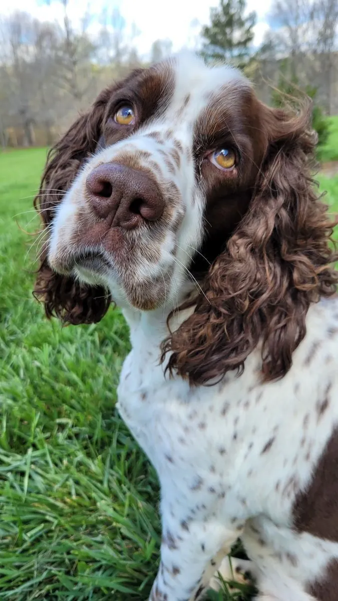 English Springer Spaniel mâle à adopter gratuitement au Royaume-Uni