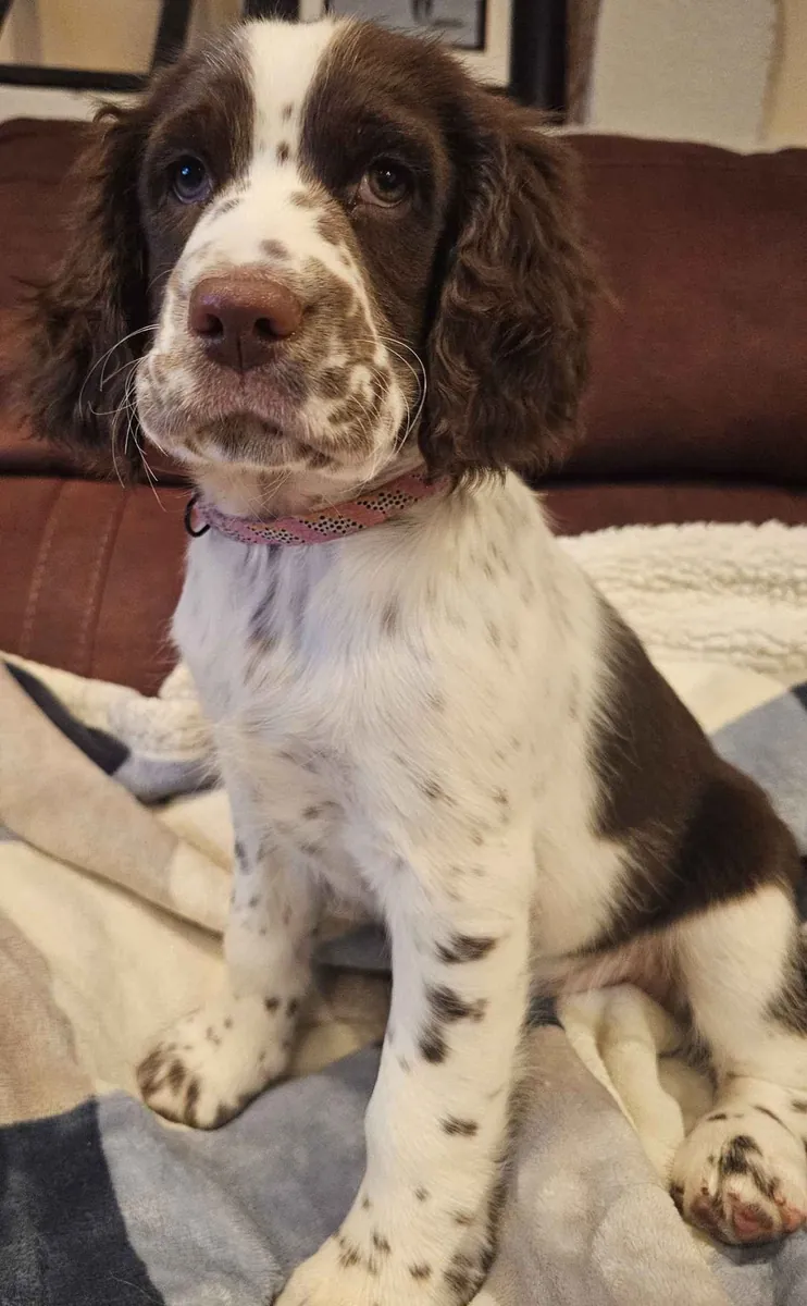 English Springer Spaniel mâle à adopter gratuitement au Royaume-Uni
