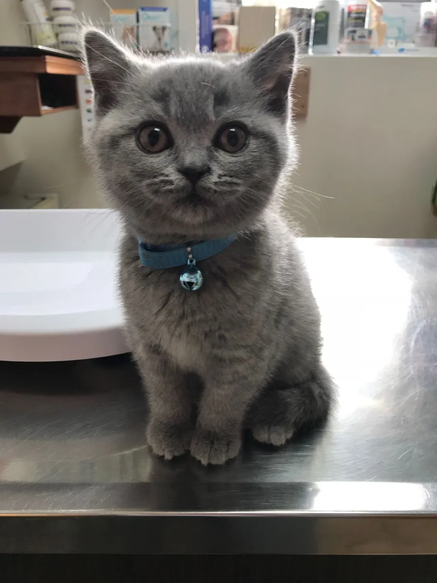Chatte Chartreux, calme et élevée en intérieur