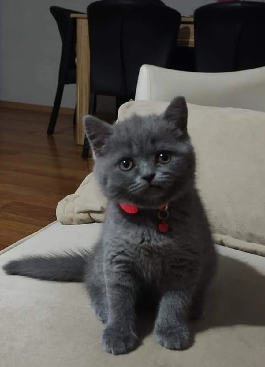 Chatte Chartreux, calme et élevée en intérieur