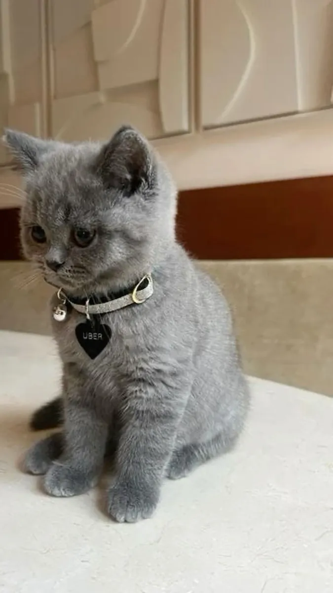 Chatte Chartreux, calme et élevée en intérieur