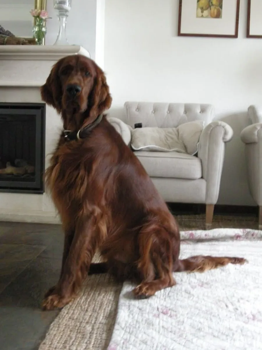 Irish Setter mâle perdu – très sociable et affectueux