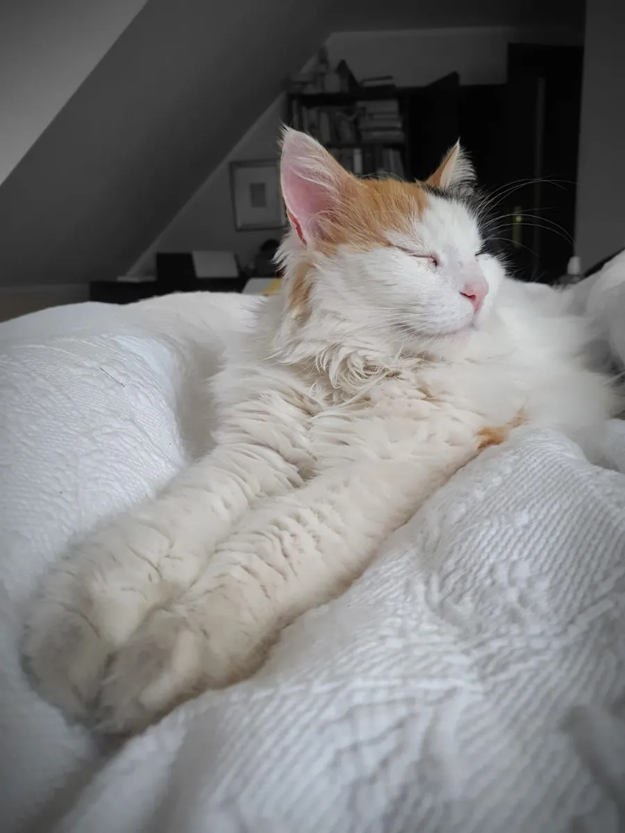 Chat Turkish Van mâle disponible pour reproduction