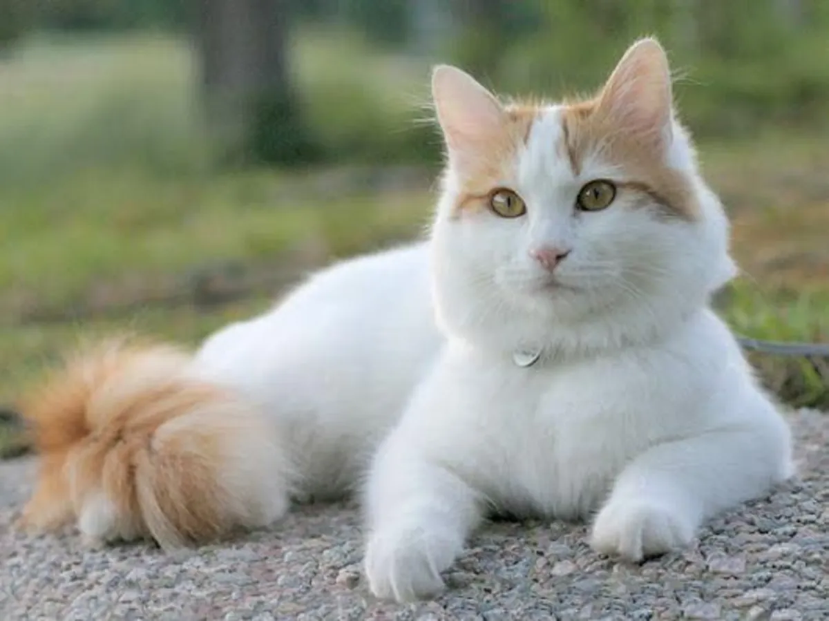 Chat Turkish Van mâle disponible pour reproduction