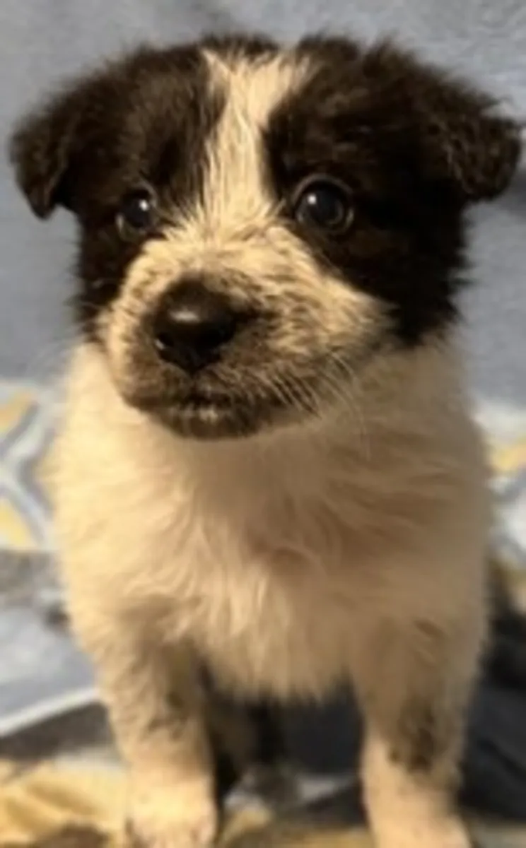 边境牧羊犬幼犬