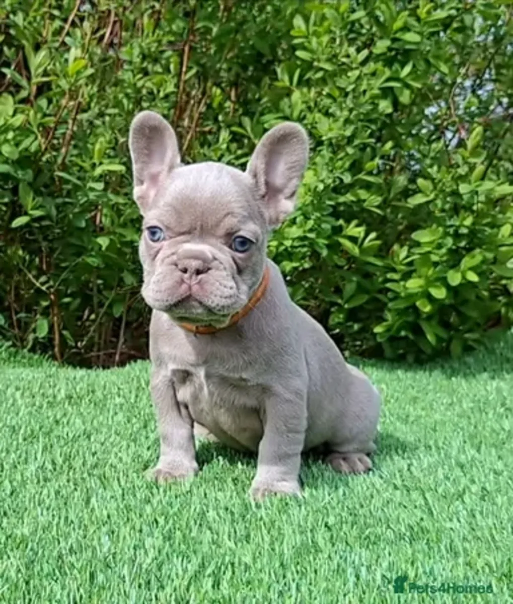 Adoptez des chiots bouledogues français