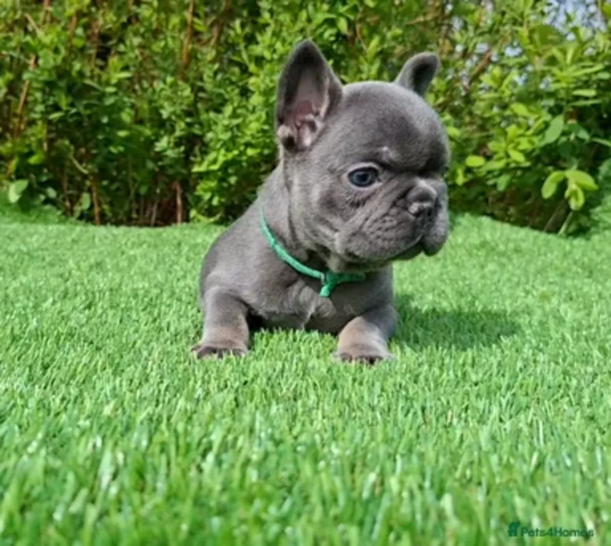 Adoptez des chiots bouledogues français