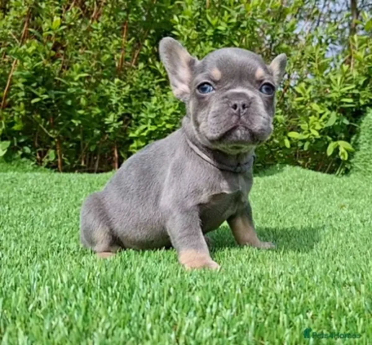 Adoptez des chiots bouledogues français