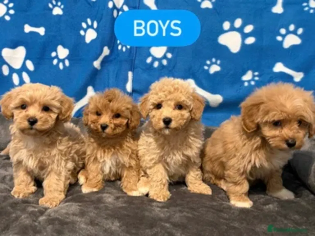 chiots caniches nains