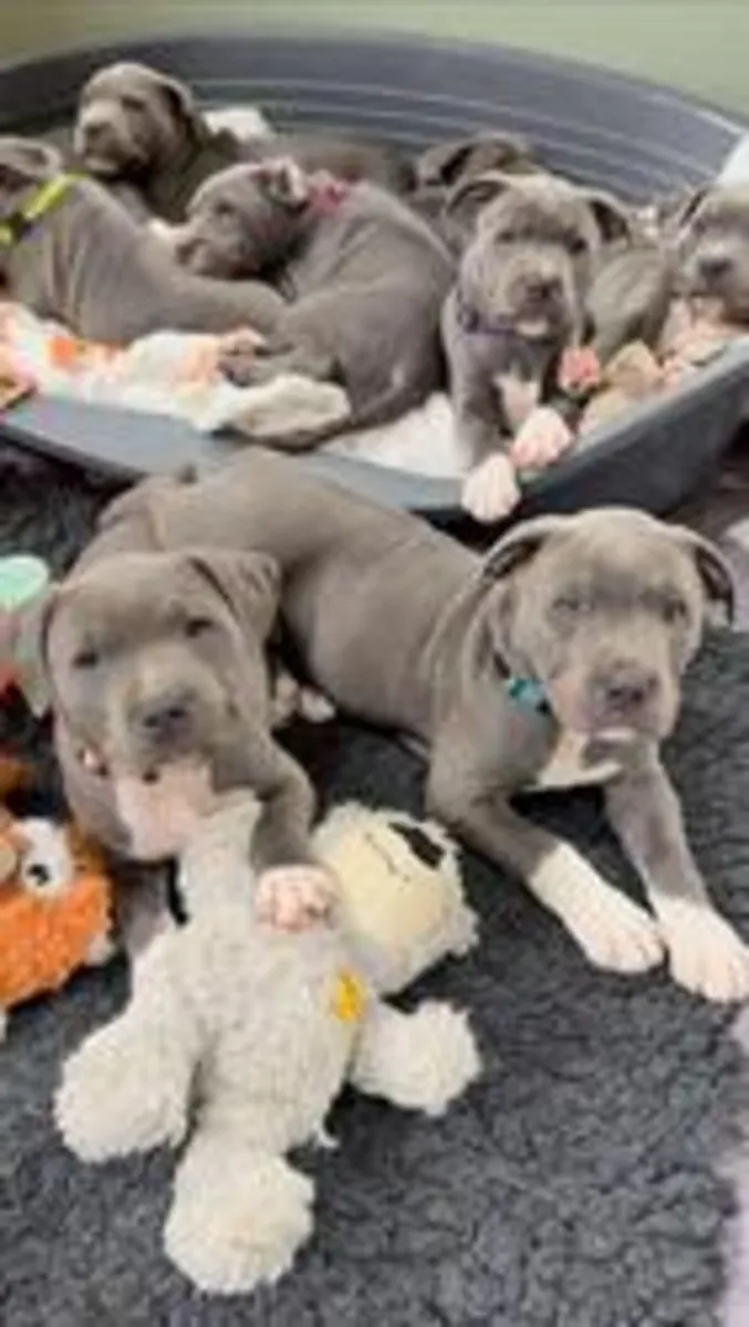 Purebred Staffy Puppies from Blues Taffy Pups