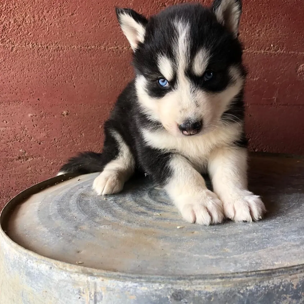 Chiots Husky de Sibérie près de chez moi