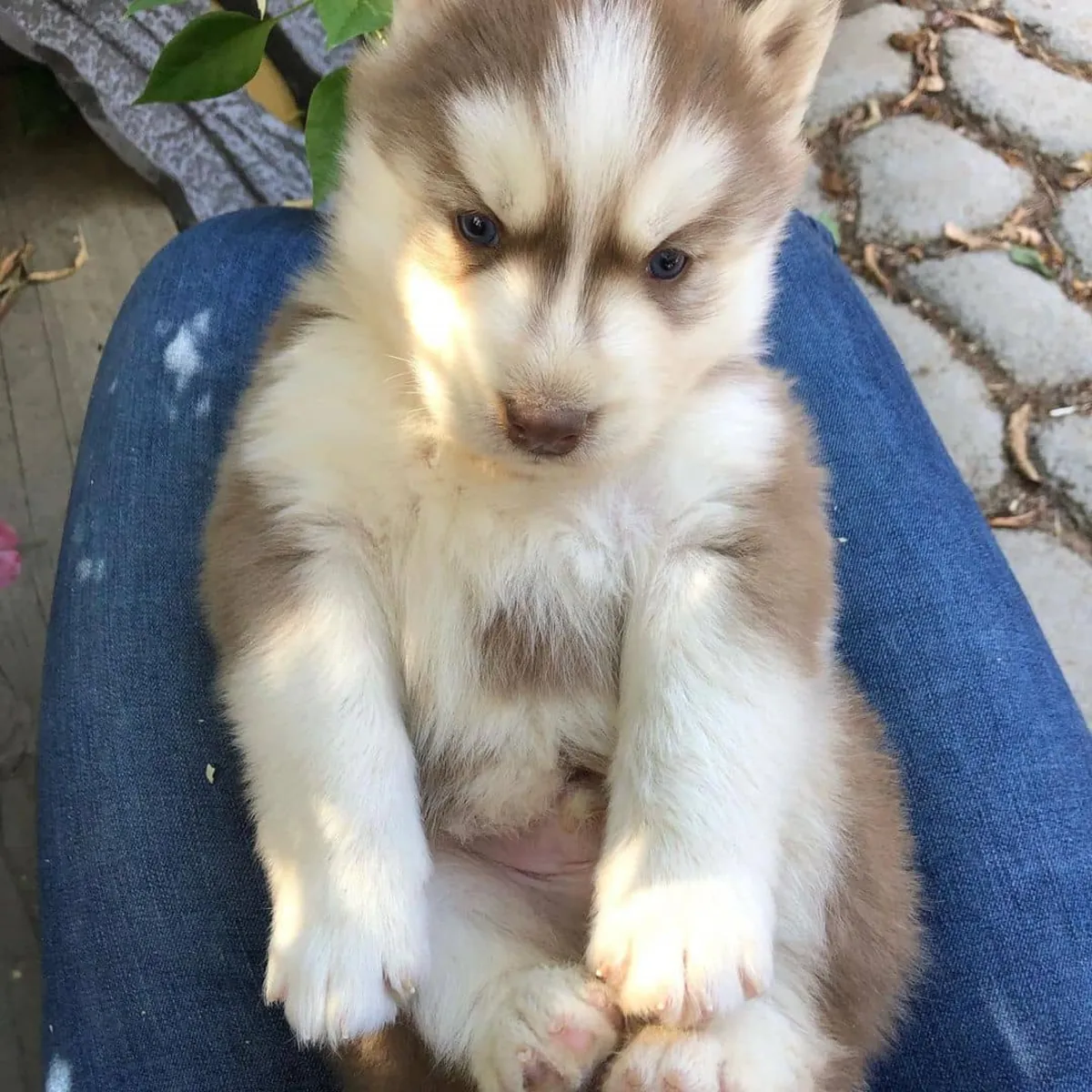 Chiots Husky de Sibérie près de chez moi
