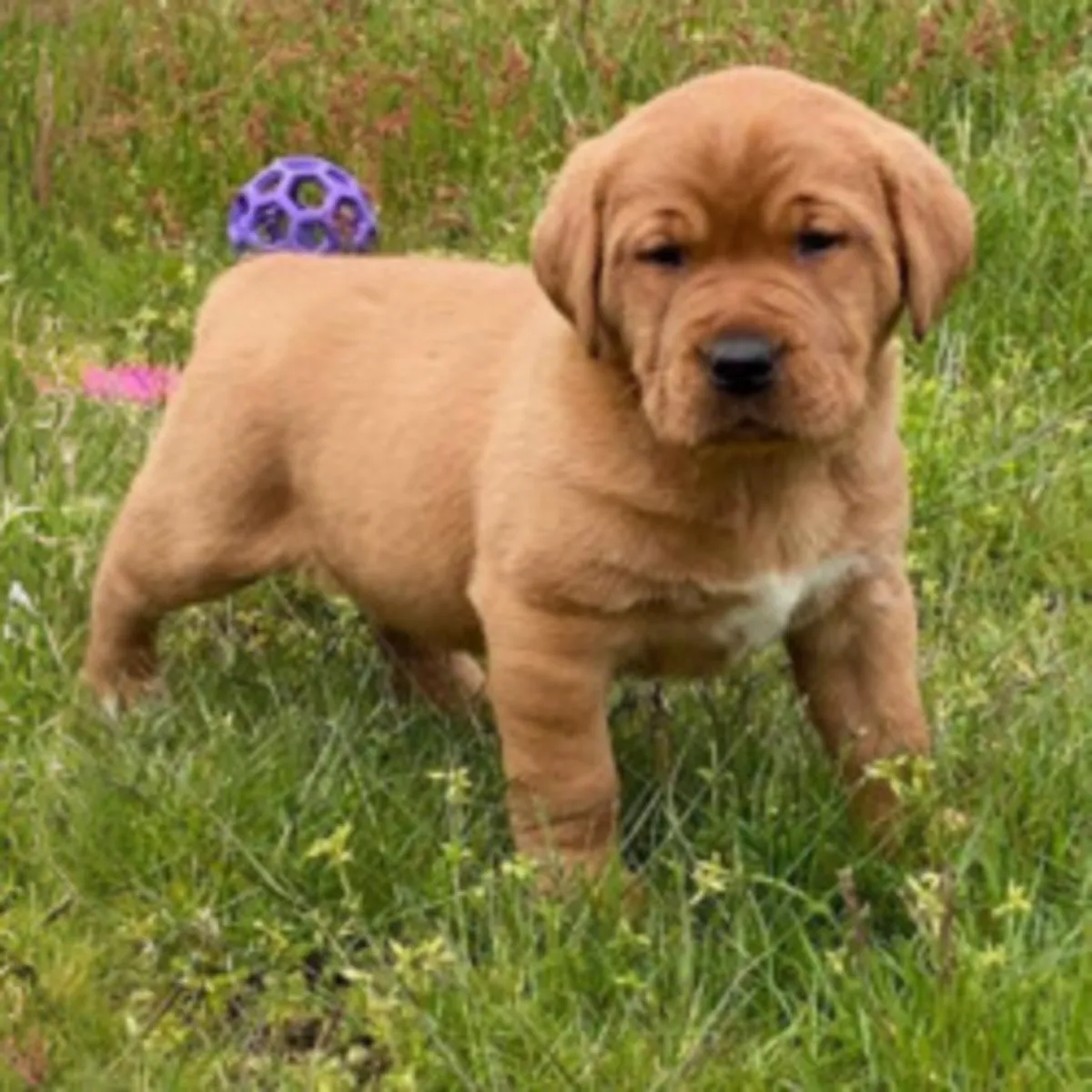 Top Quality Labrador Puppies