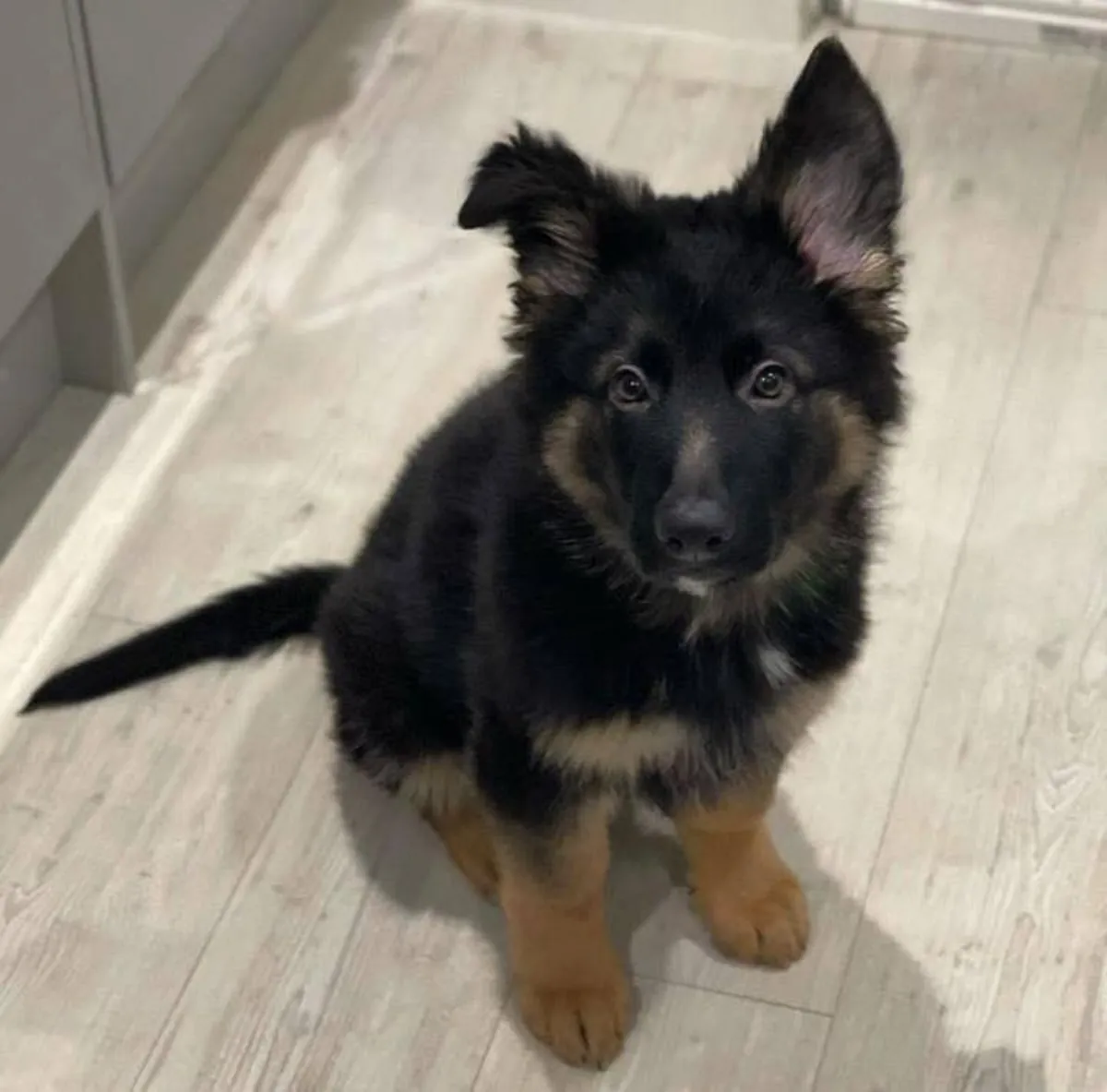 可爱且训练有素的德国牧羊犬