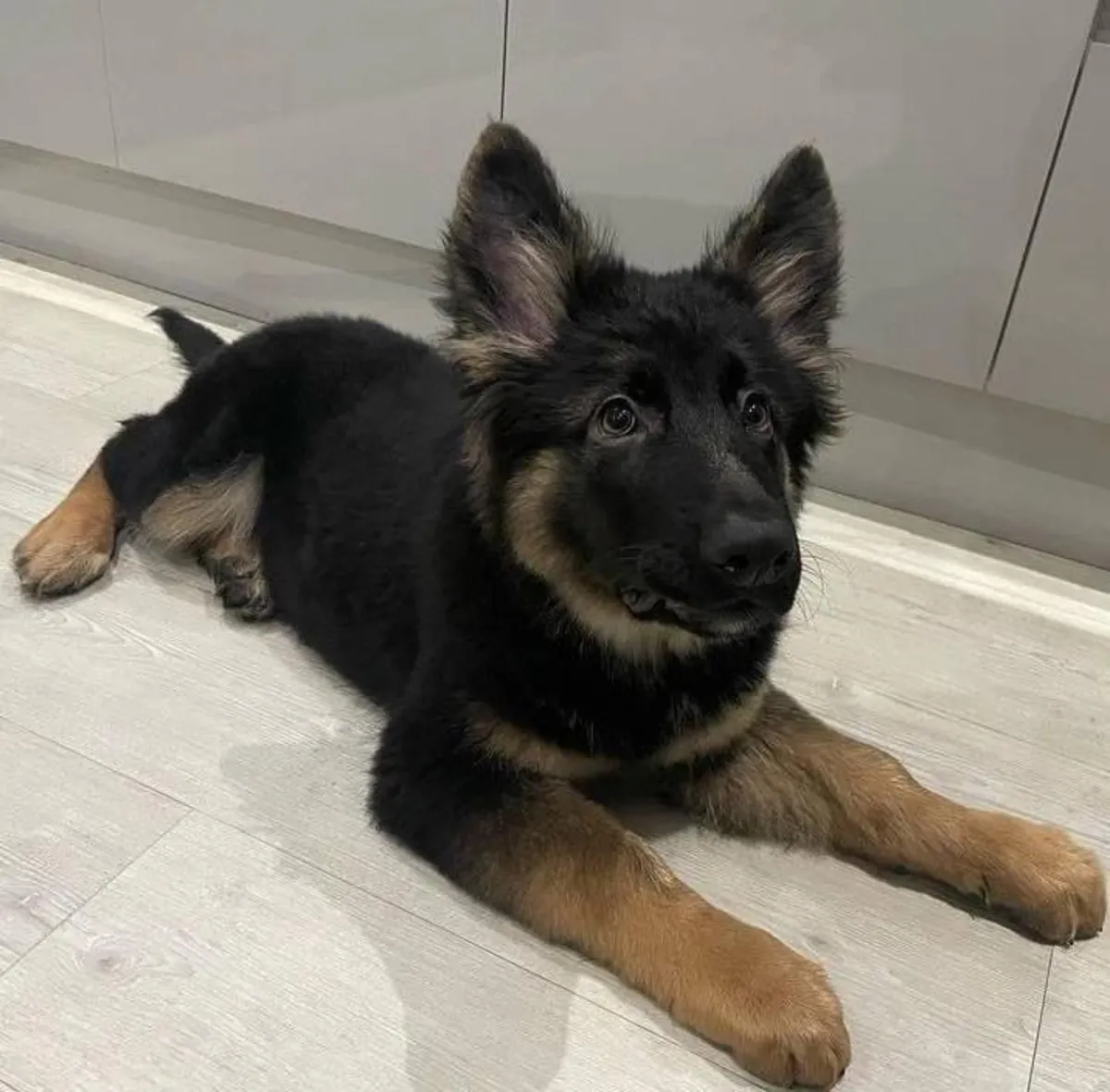 可爱且训练有素的德国牧羊犬