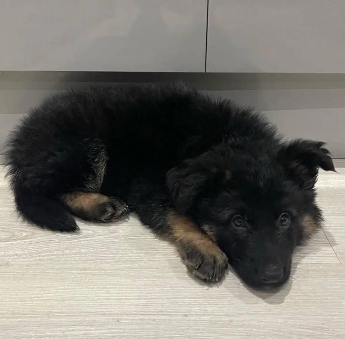 可爱且训练有素的德国牧羊犬