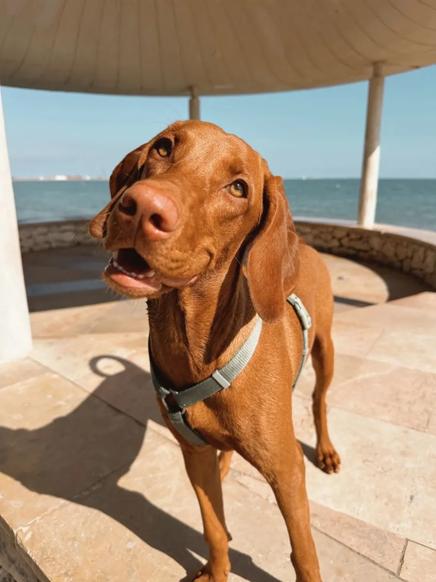 Vizsla macho joven en adopción gratuita en el Reino Unido