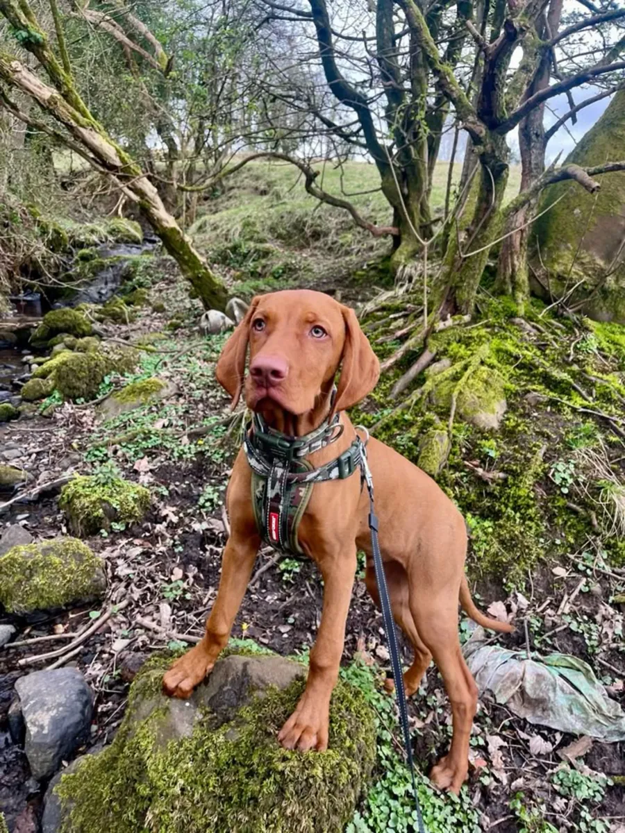 Vizsla macho joven en adopción gratuita en el Reino Unido