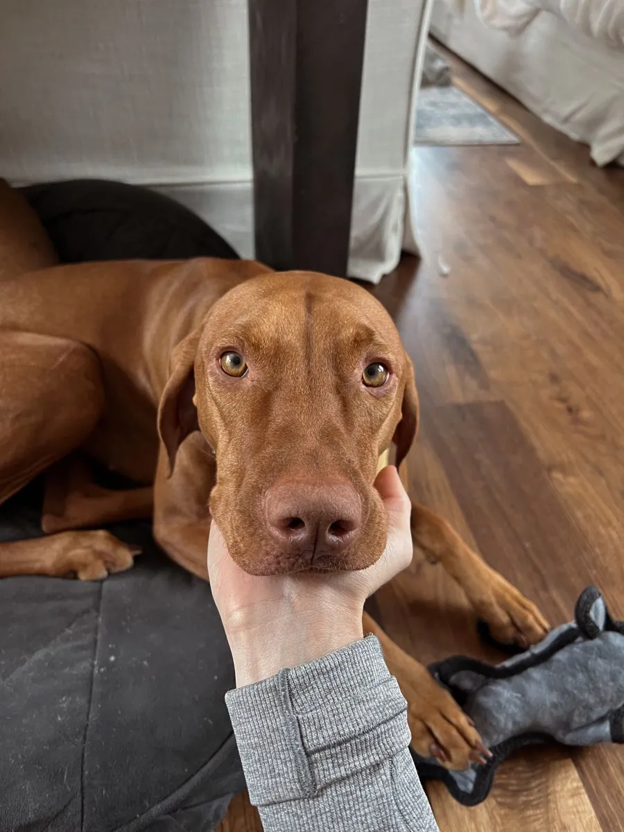 Vizsla macho joven en adopción gratuita en el Reino Unido