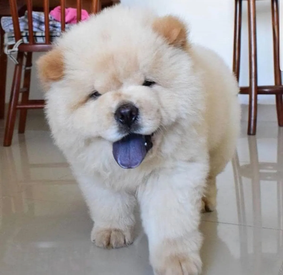 Lost male Chow Chow – brown coat, very calm