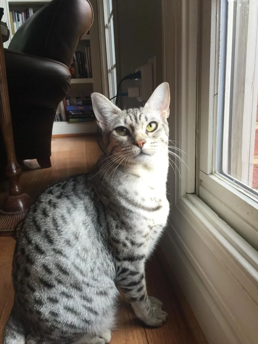Gato Ocicat macho disponible para cría