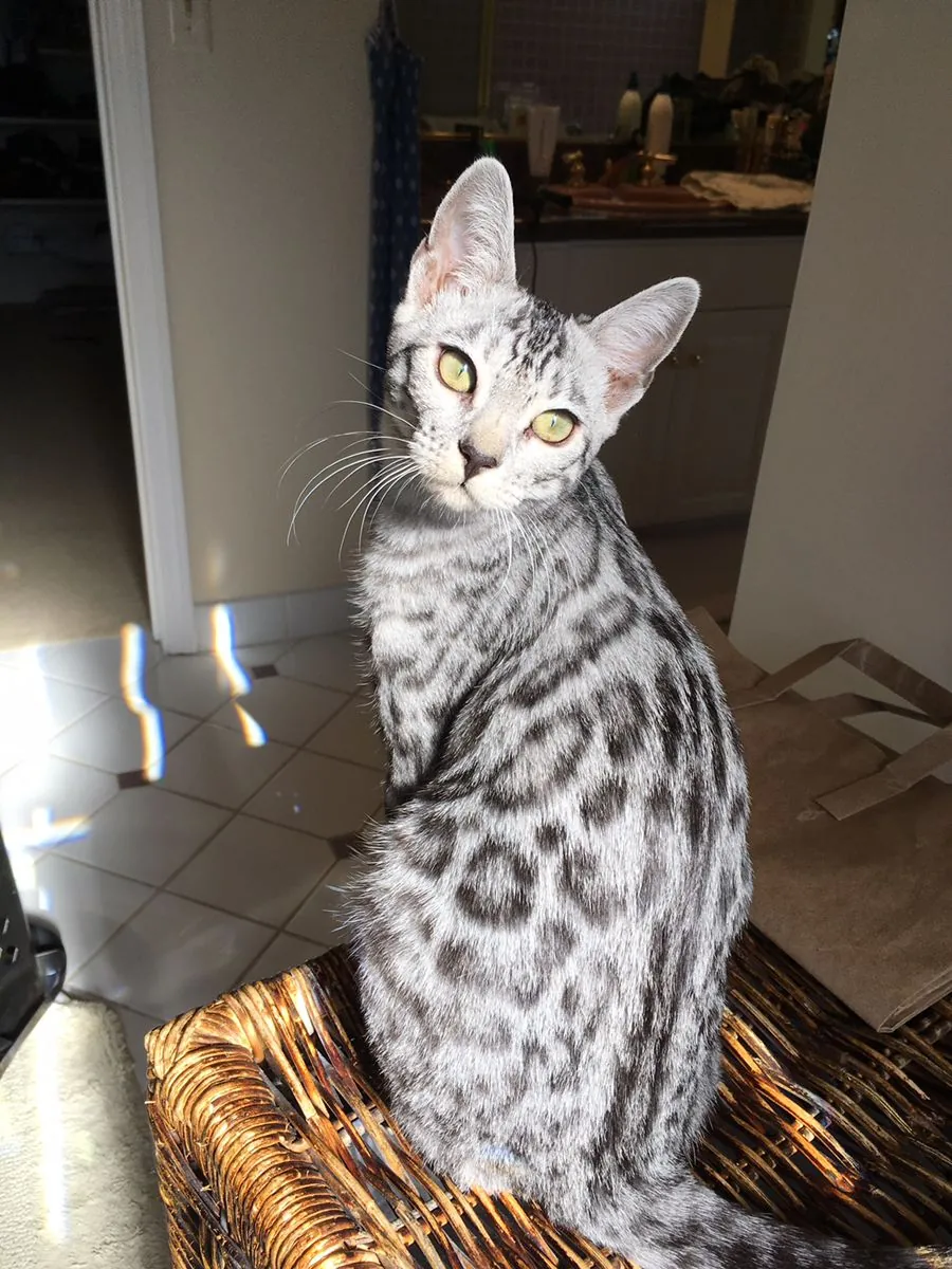 Gato Ocicat macho disponible para cría
