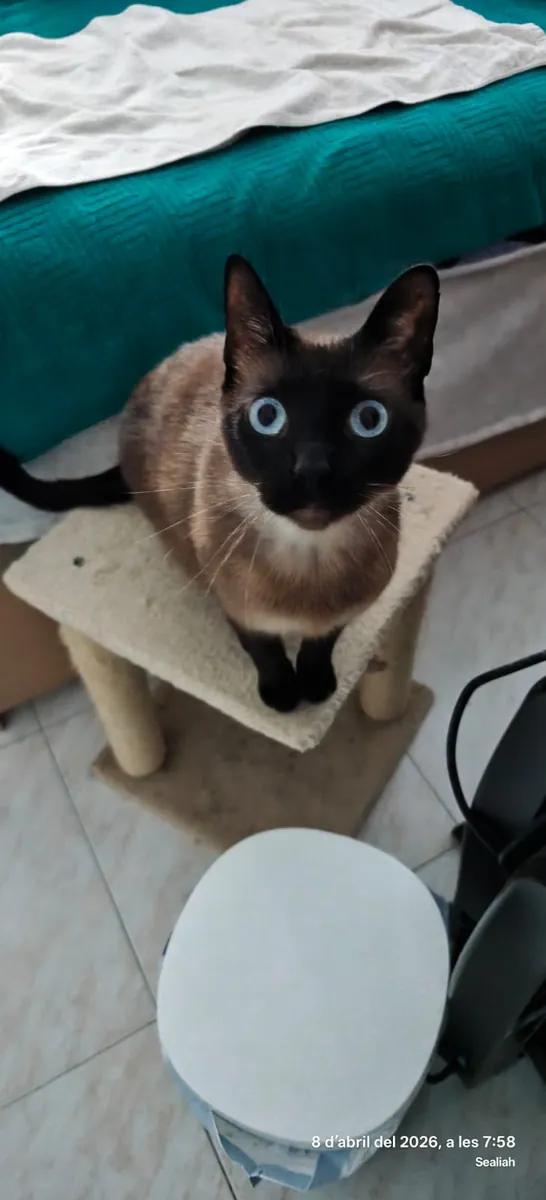 Looking for a family for this adorable Siamese cat