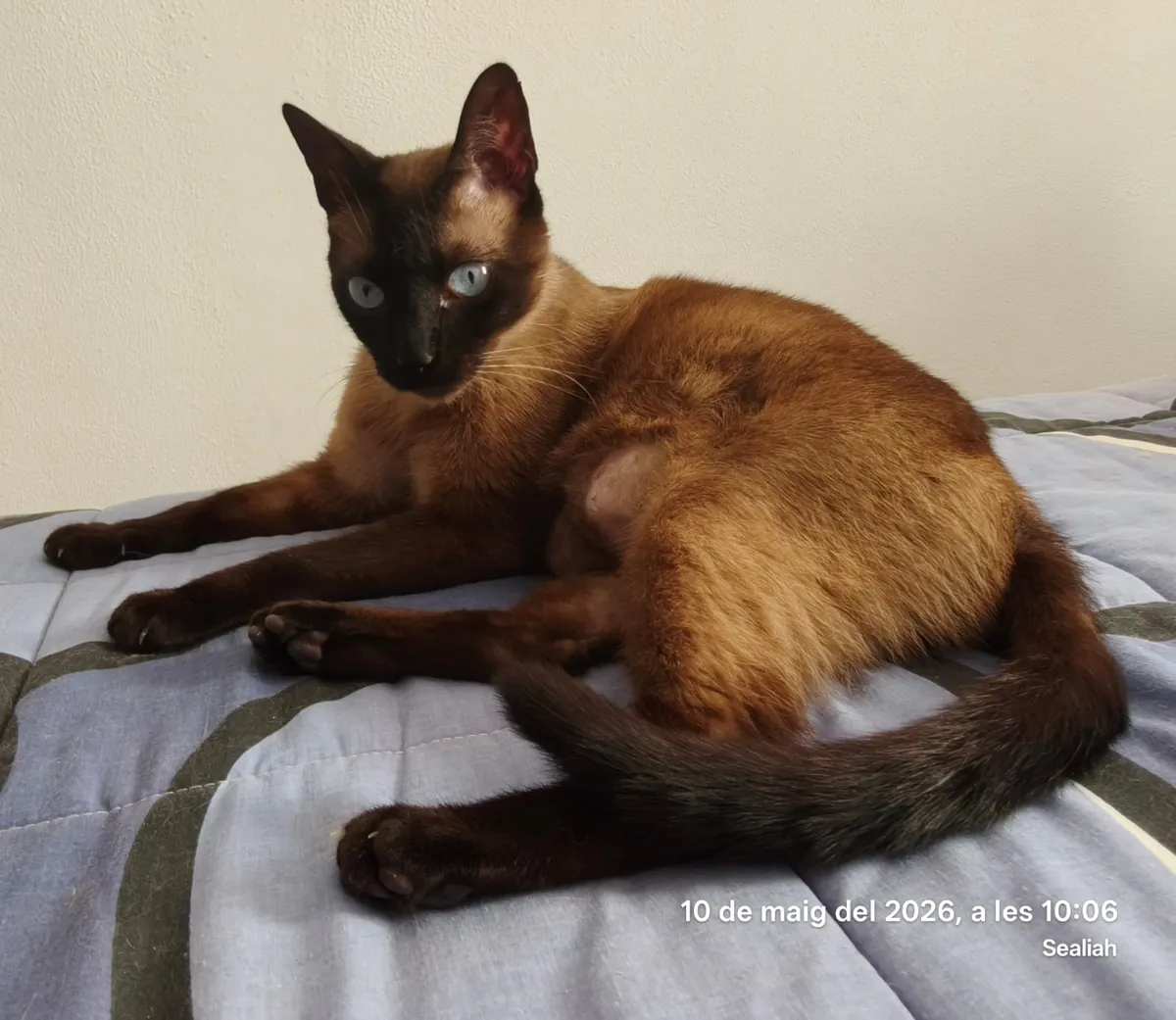Looking for a family for this adorable Siamese cat