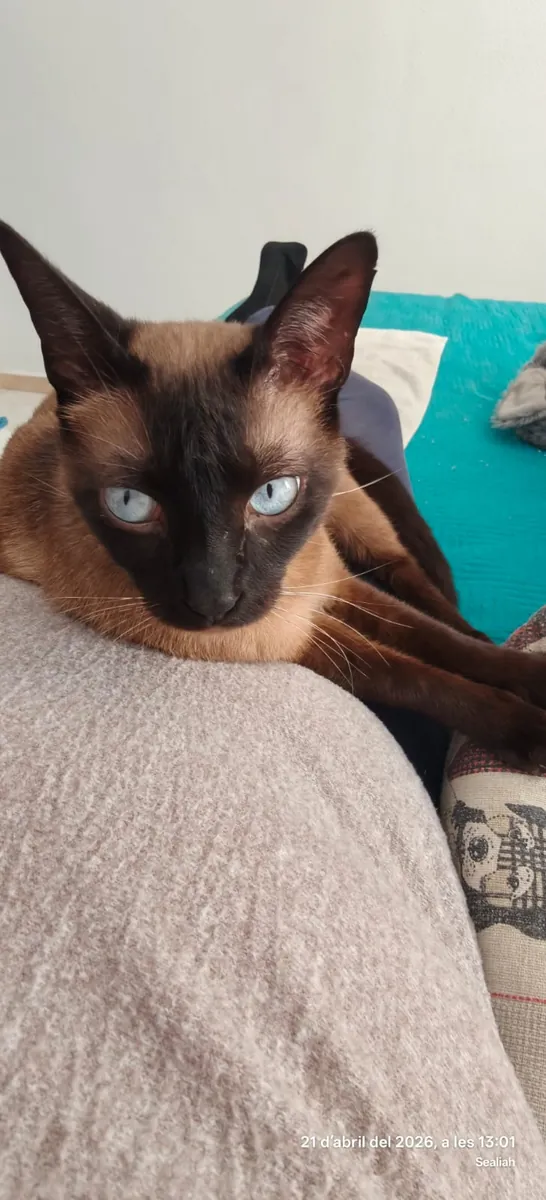 Looking for a family for this adorable Siamese cat