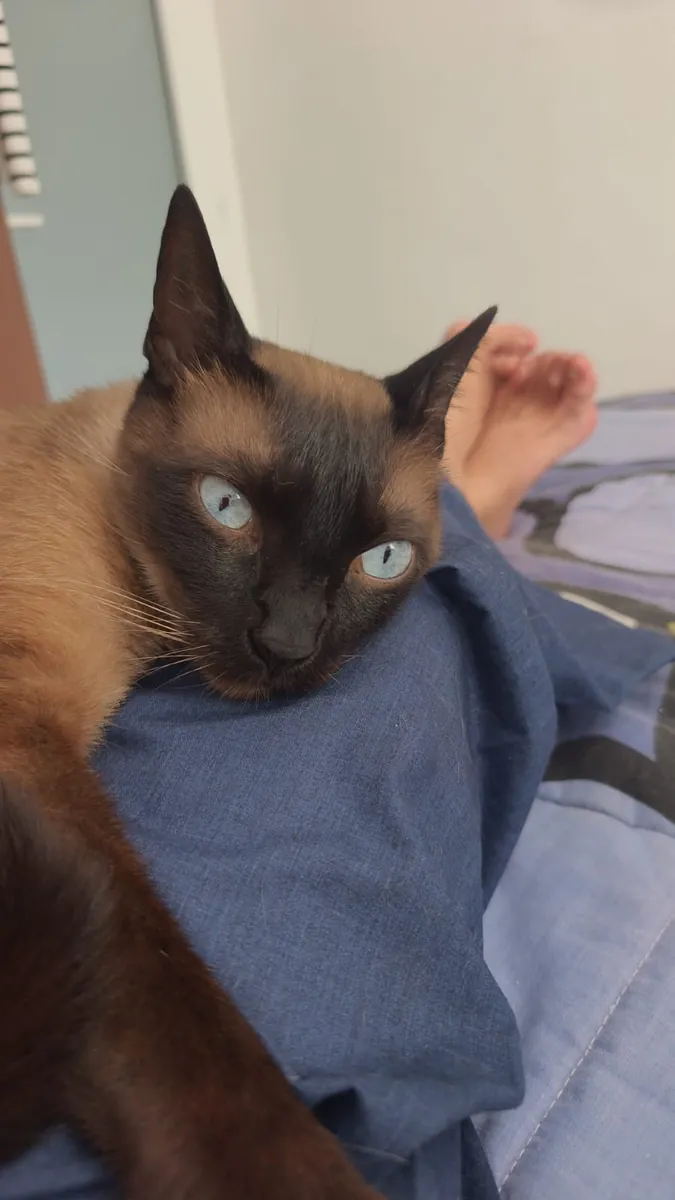 Looking for a family for this adorable Siamese cat
