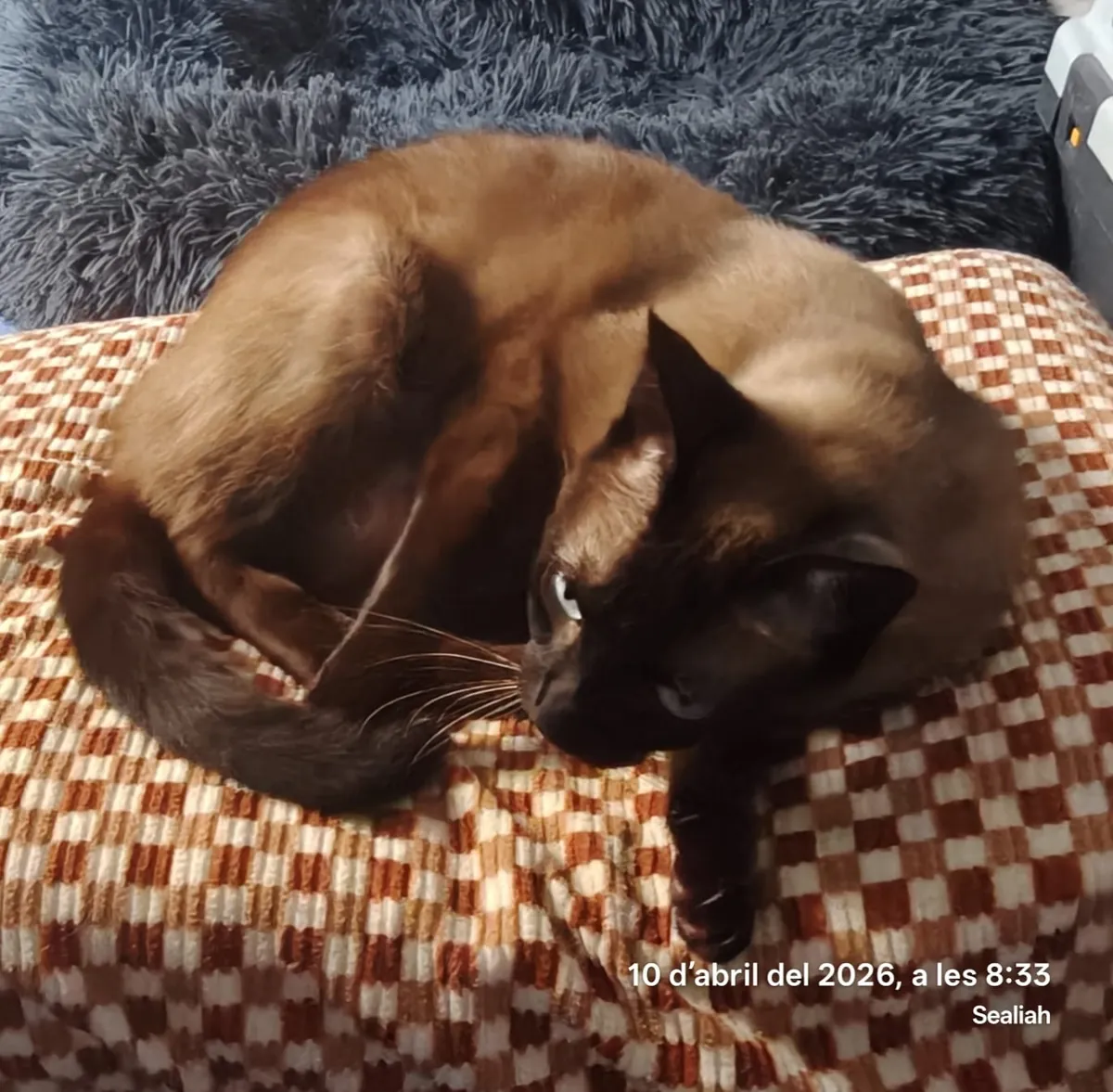 Looking for a family for this adorable Siamese cat