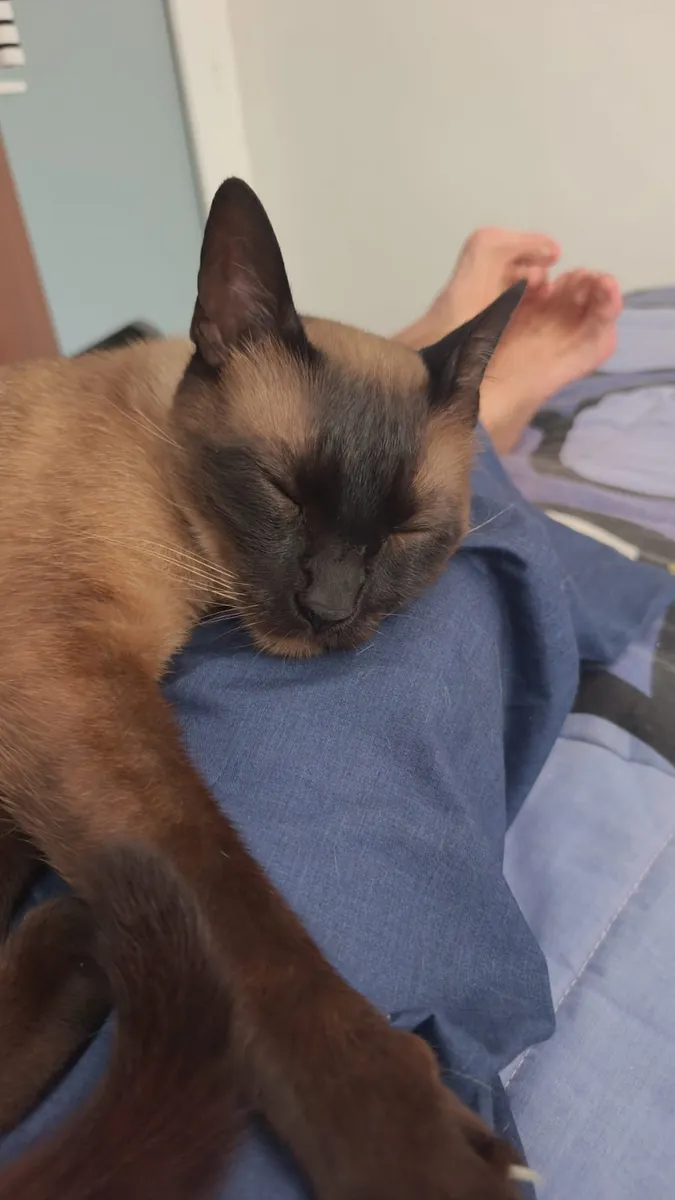Looking for a family for this adorable Siamese cat