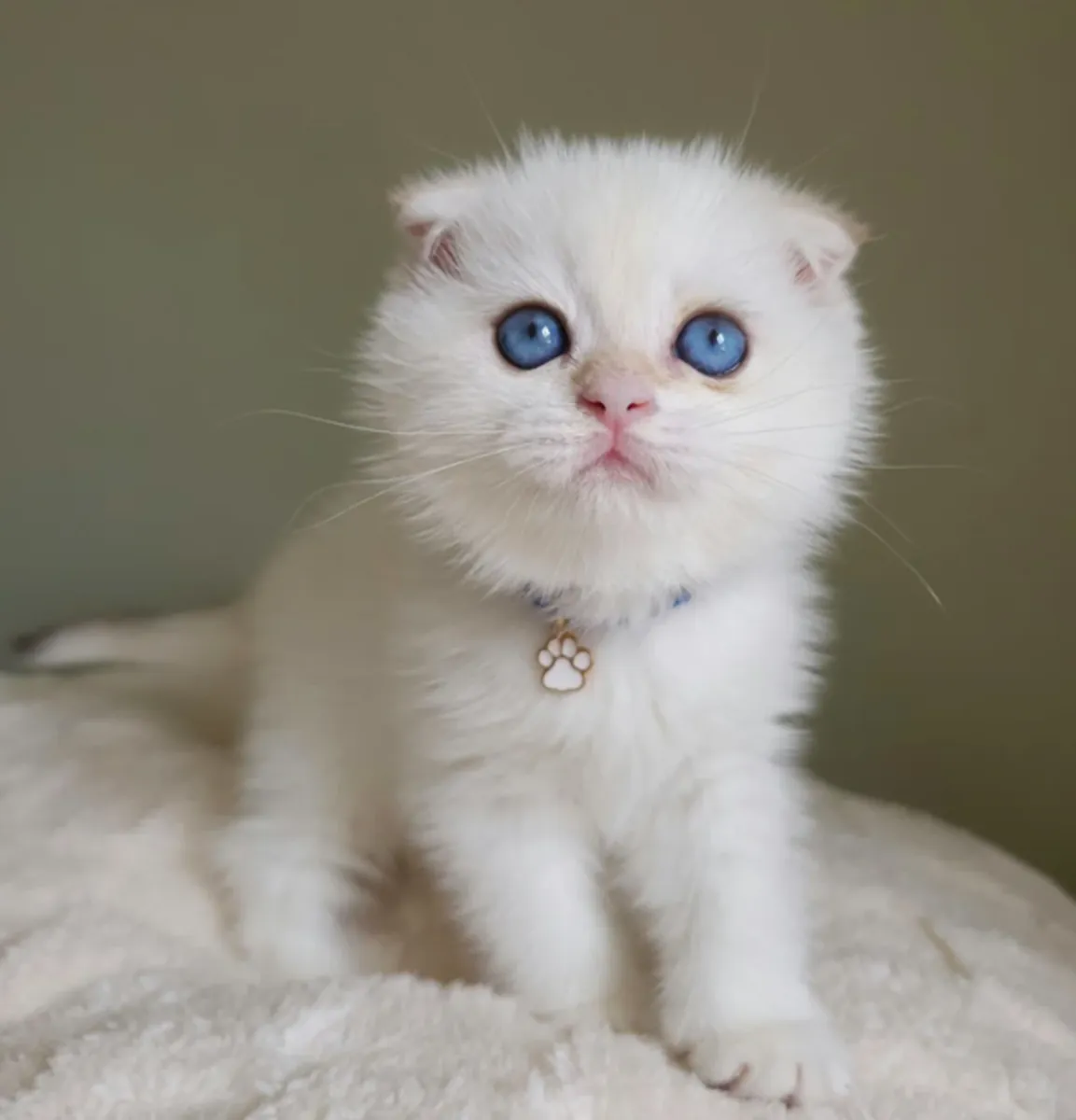scottish fold kittens for sale