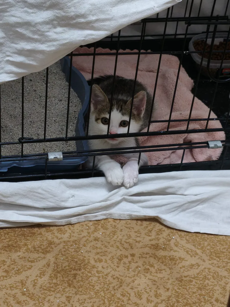 A home is being sought for the tiny puppy.